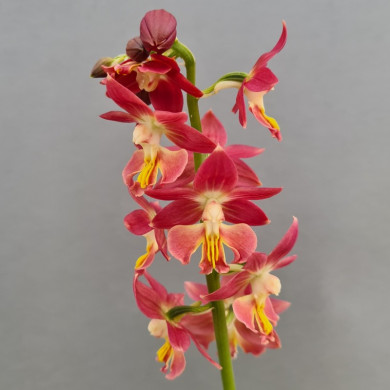 Calanthe 'Red sunset'