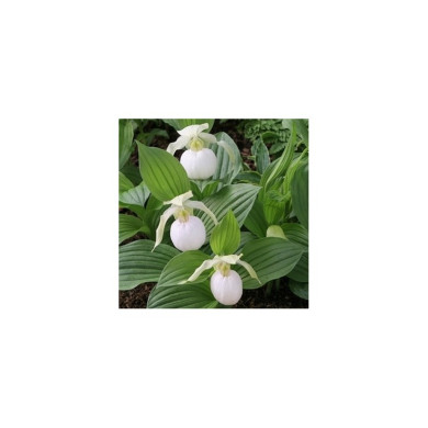 Cypripedium 'Sabine Pastel'