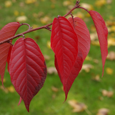 Prunus serrulata 'Royal Burgundy'