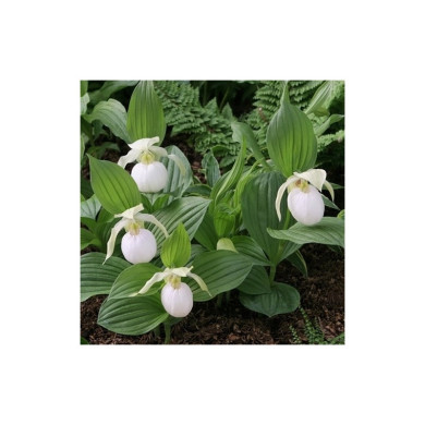 Cypripedium 'Sabine Pastel'