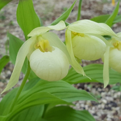 Cypripedium 'Michael White'