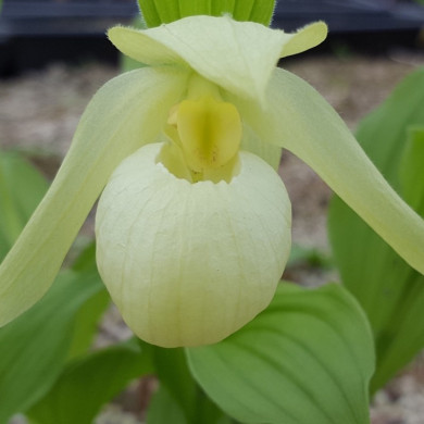 Cypripedium 'Michael White'