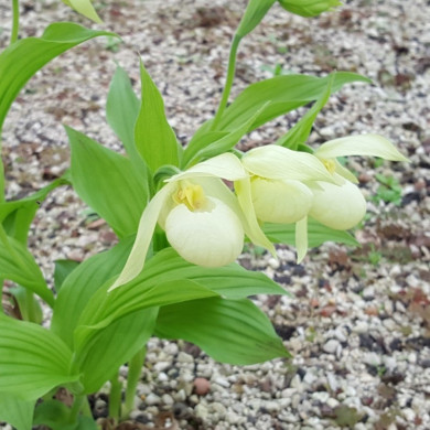 Cypripedium 'Michael White'