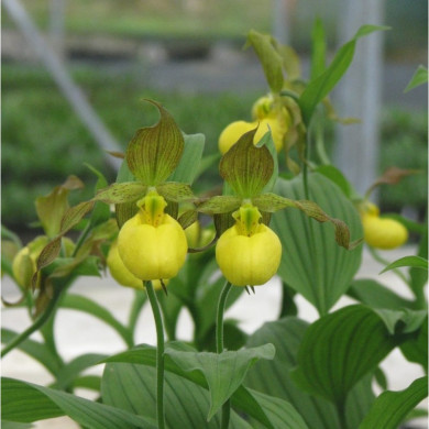 Cypripedium 'Victoria'