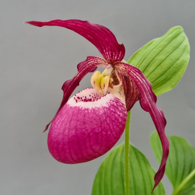 Cypripedium 'Philipp Dark'