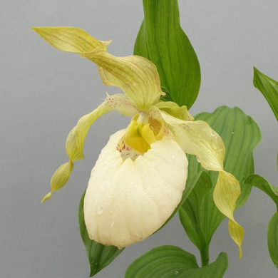 Cypripedium fasciolatum x 'Aki'