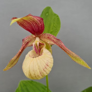 Cypripedium x ventricosum 'Pastel'