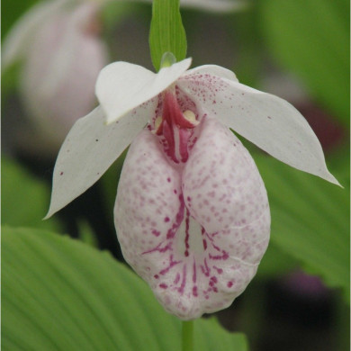 Cypripedium formosanum