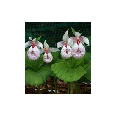 Cypripedium formosanum