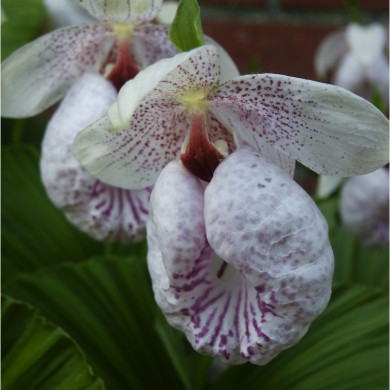 Cypripedium formosanum