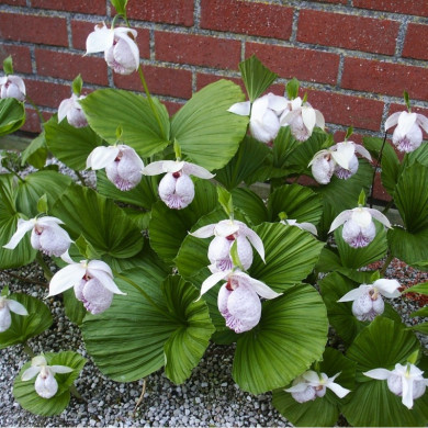 Cypripedium formosanum