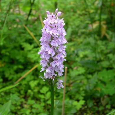 Dactylorhiza fuchsii