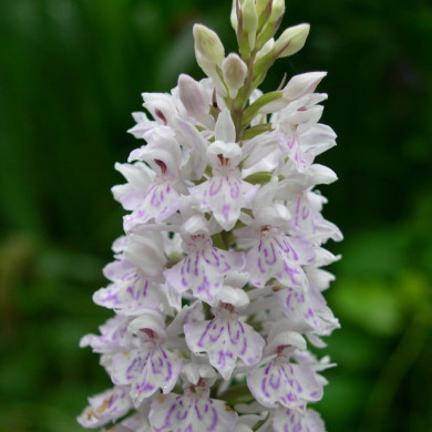 Dactylorhiza fuchsii