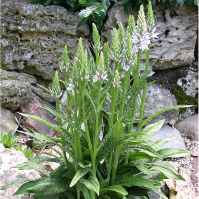 Dactylorhiza fuchsii