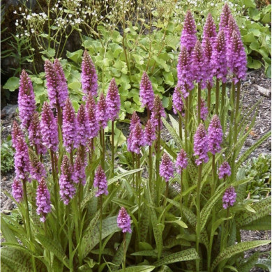 Dactylorhiza majalis