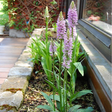 Dactylorhiza maculata