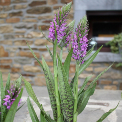 Dactylorhiza majalis subsp. praetermissa