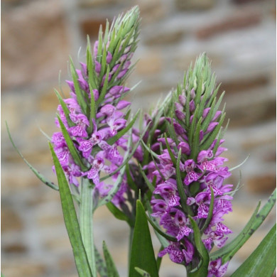 Dactylorhiza majalis subsp. praetermissa