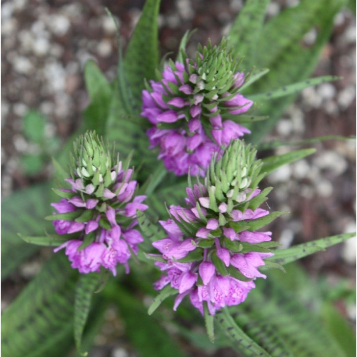 Dactylorhiza majalis subsp. praetermissa
