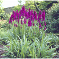 Dactylorhiza purpurella