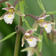 Epipactis palustris
