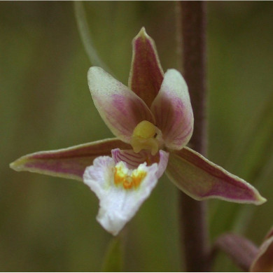 Epipactis palustris
