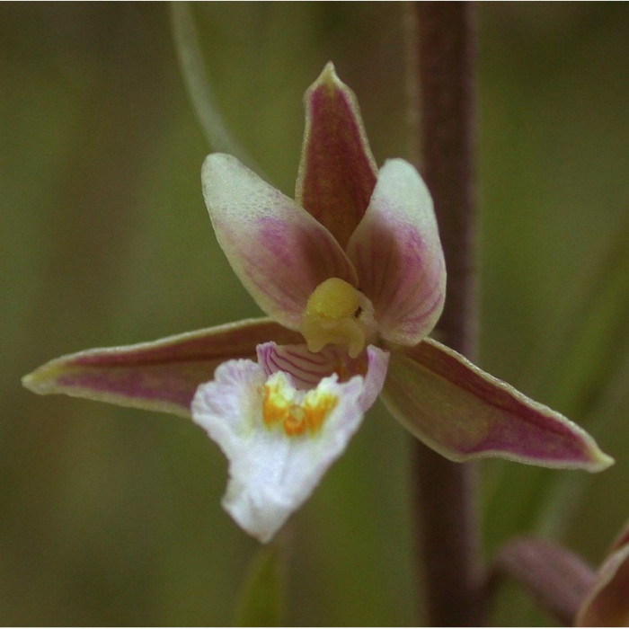 Epipactis palustris