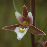 Epipactis palustris