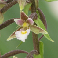 Epipactis palustris