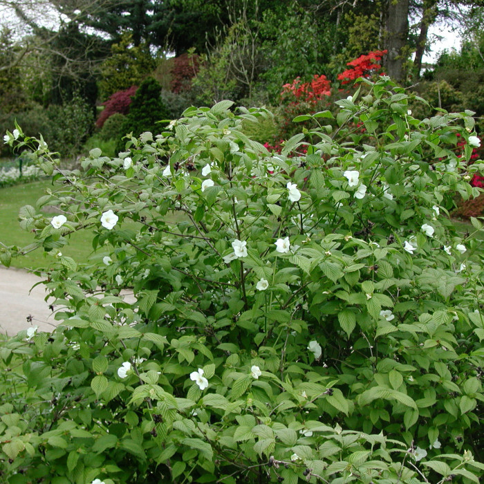Rhodotypos scandens
