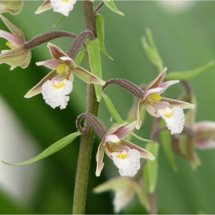 Epipactis palustris