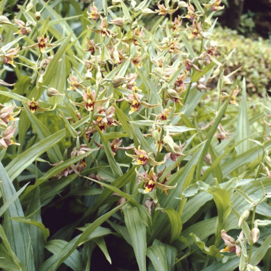 Epipactis gigantea