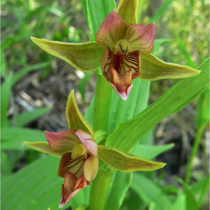 Epipactis gigantea