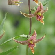 Epipactis gigantea