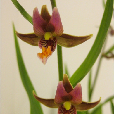 Epipactis gigantea