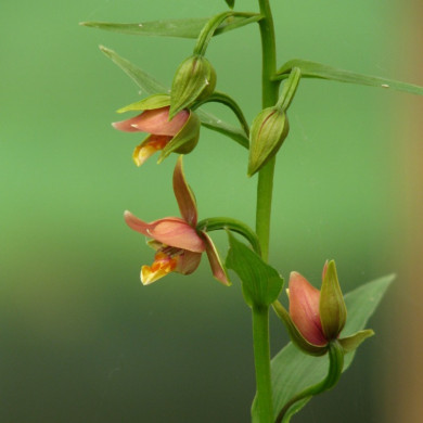 Epipactis thunbergii x gigantea