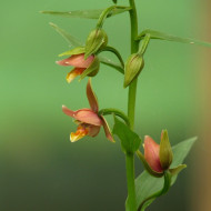Epipactis thunbergii x gigantea