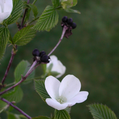 Rhodotypos scandens