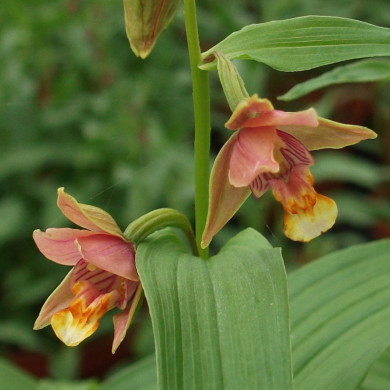 Epipactis thunbergii