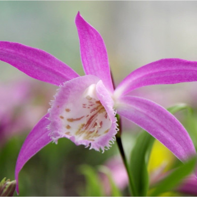 Pleione formosana