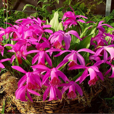 Pleione 'Tongariro'