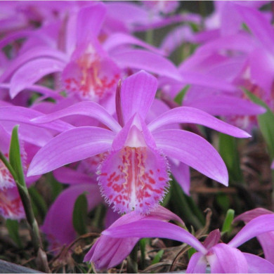 Pleione 'Tongariro'