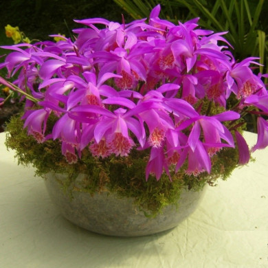 Pleione 'Tongariro'