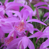 Pleione 'Tongariro'