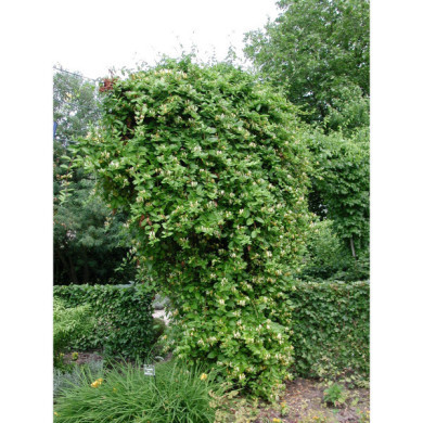 Lonicera japonica 'Halliana'