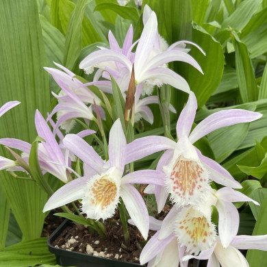 Pleione formosana 'Light'