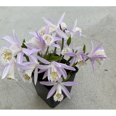 Pleione formosana 'Light'