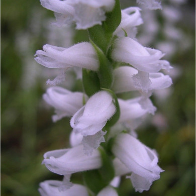 Spiranthes cenrua 'Chadd's Ford'