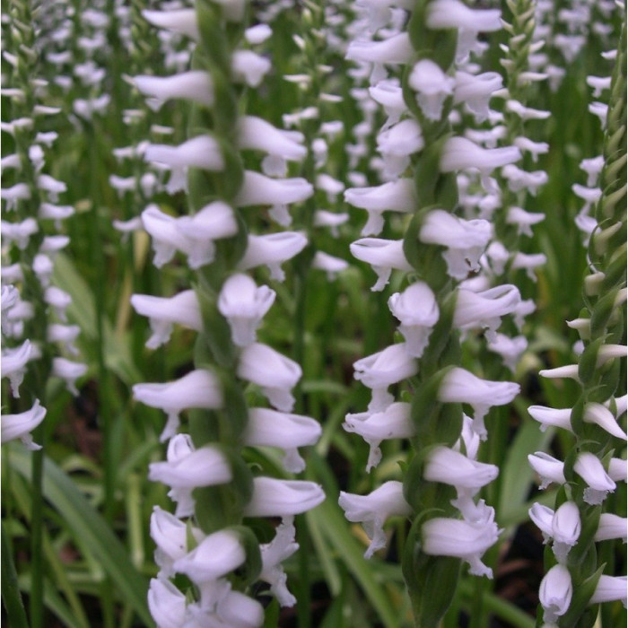 Spiranthes cenrua 'Chadd's Ford'