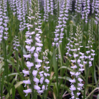 Spiranthes cenrua 'Chadd's Ford'